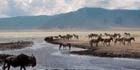 Compare African National Parks